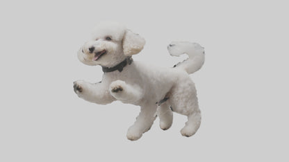 3D model Poodle playing model VR / AR / low-poly