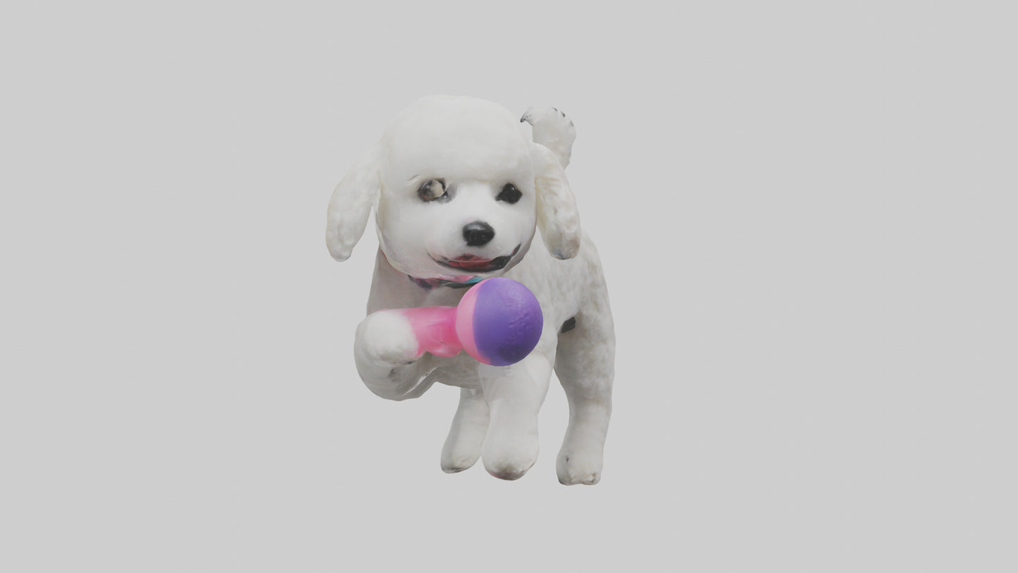 3D model Poodle retrieving toy model VR / AR / low-poly