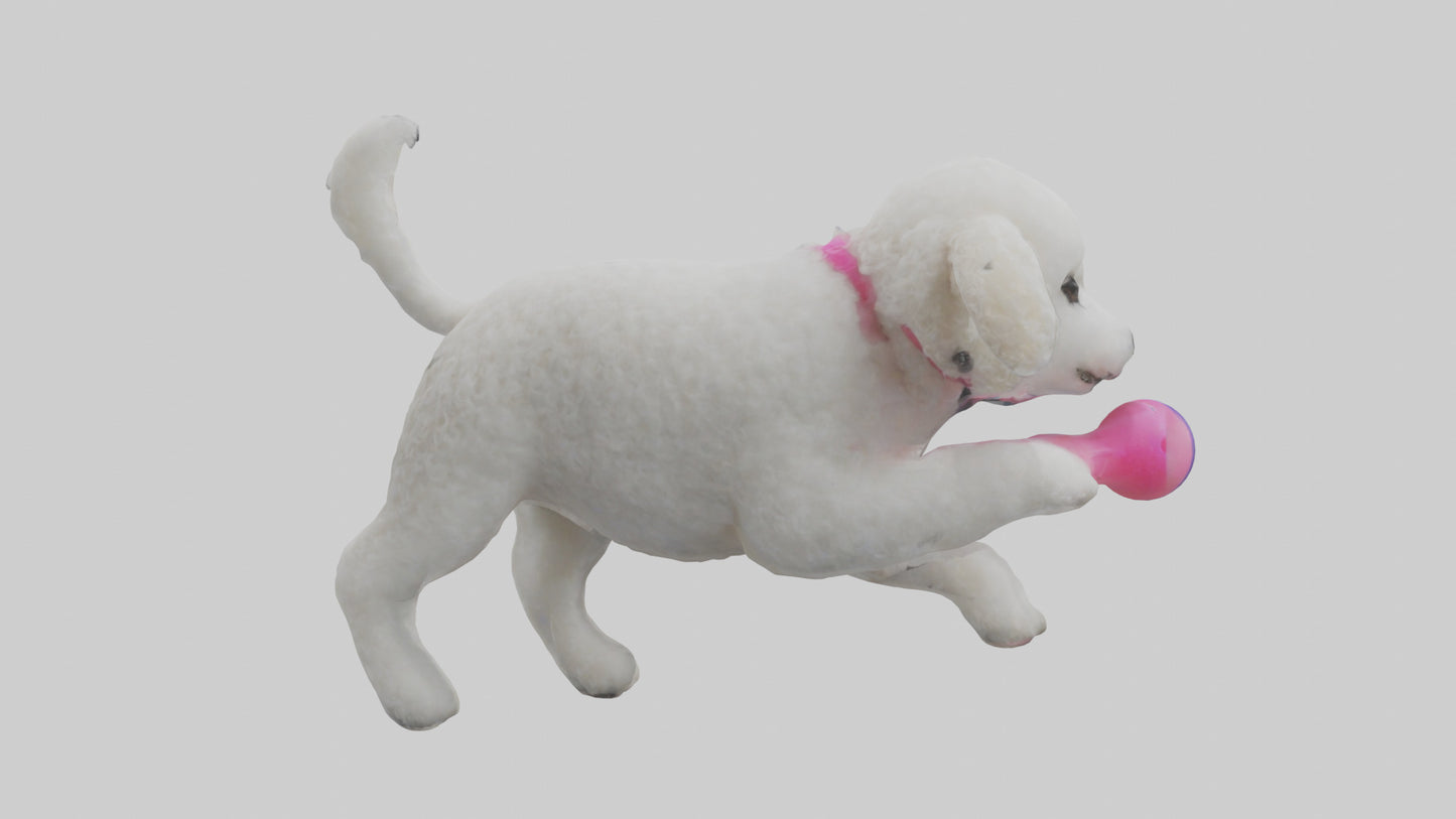 3D model Poodle retrieving toy model VR / AR / low-poly