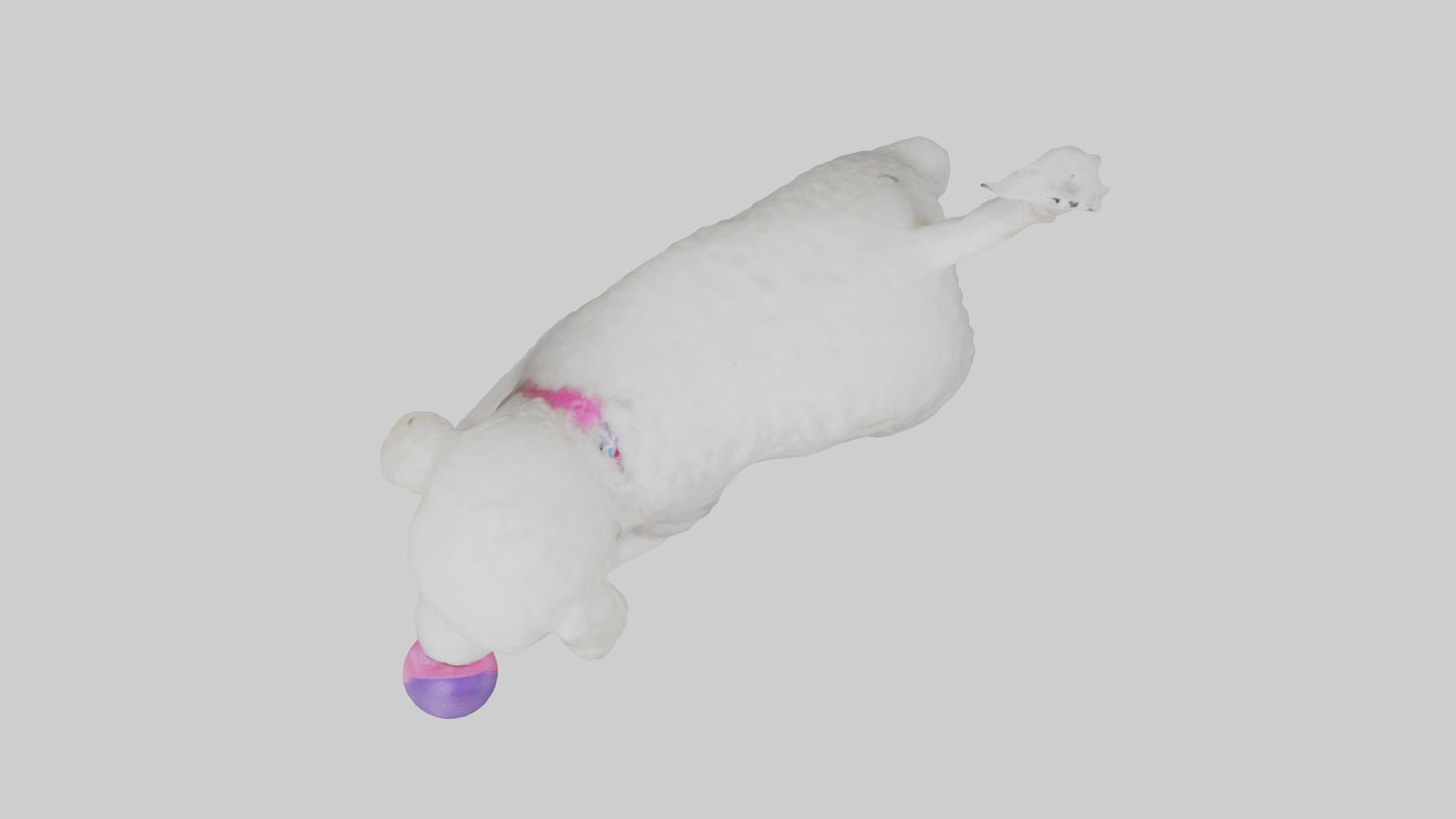 3D model Poodle retrieving toy model VR / AR / low-poly