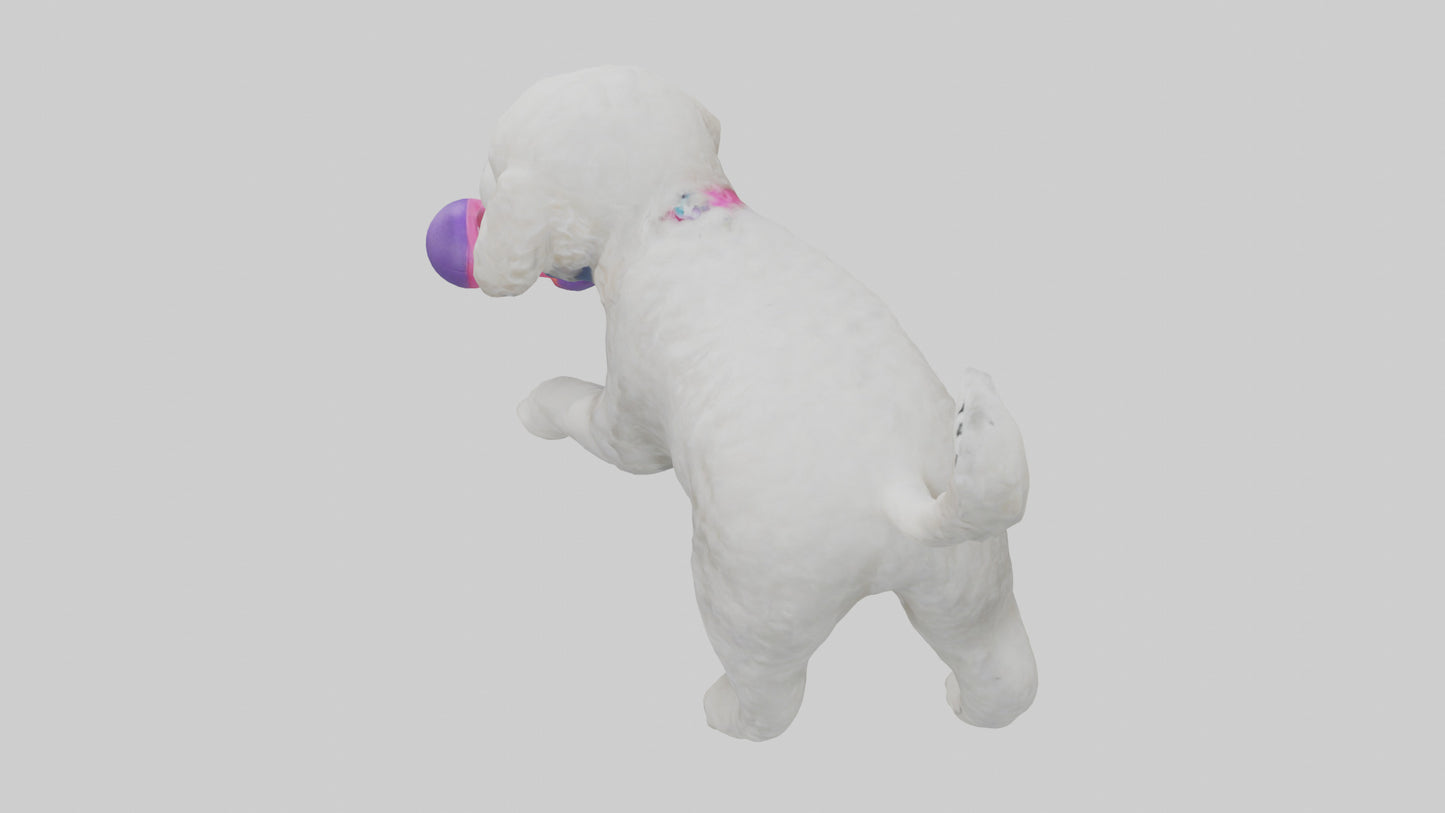 3D model Poodle retrieving toy model VR / AR / low-poly