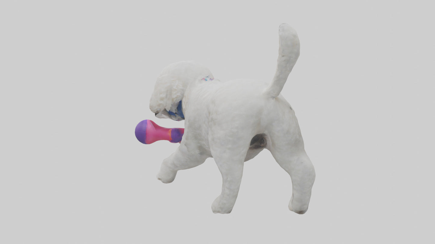 3D model Poodle retrieving toy model VR / AR / low-poly
