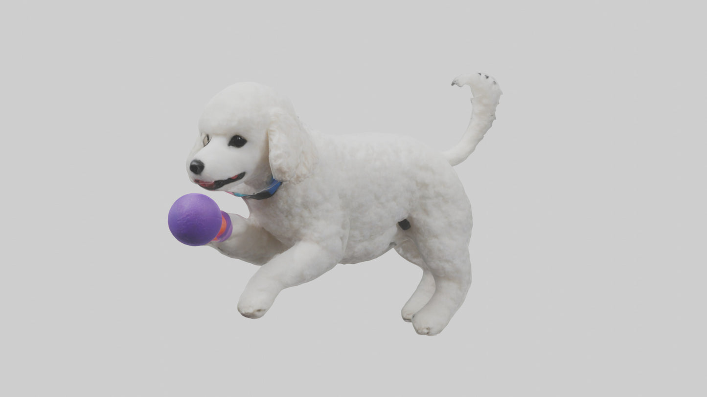 3D model Poodle retrieving toy model VR / AR / low-poly