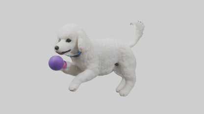 3D model Poodle retrieving toy model VR / AR / low-poly