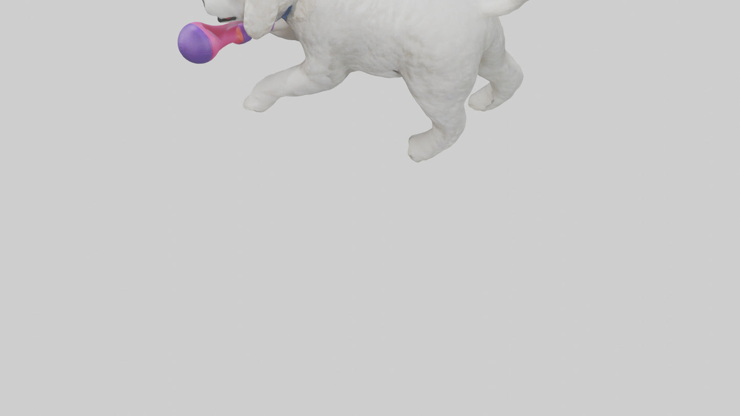 3D model Poodle retrieving toy model VR / AR / low-poly