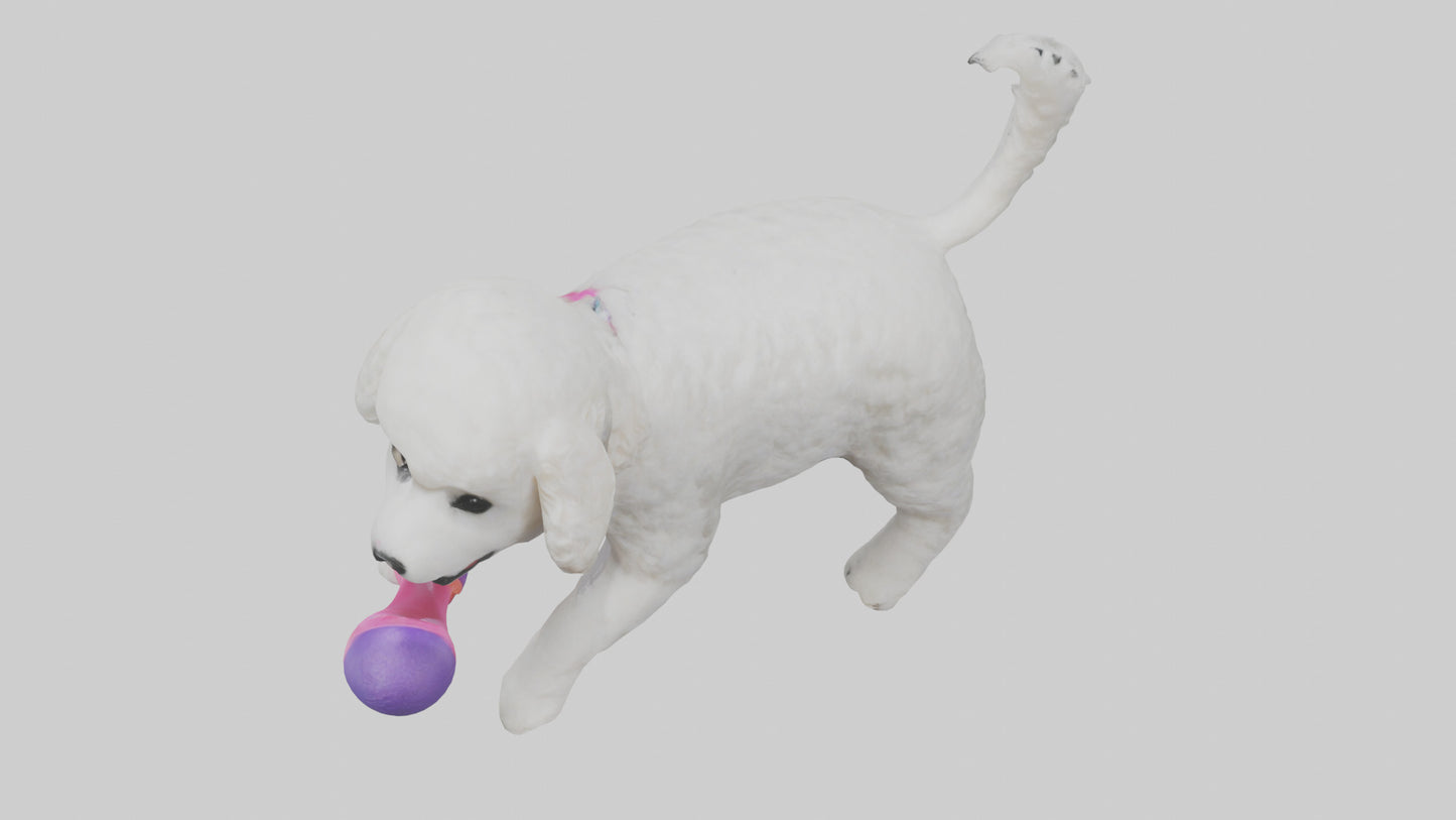3D model Poodle retrieving toy model VR / AR / low-poly