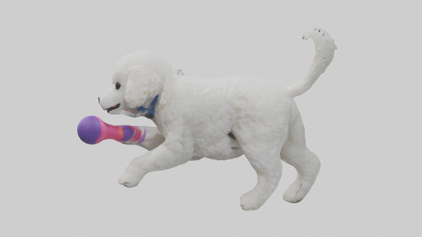 3D model Poodle retrieving toy model VR / AR / low-poly