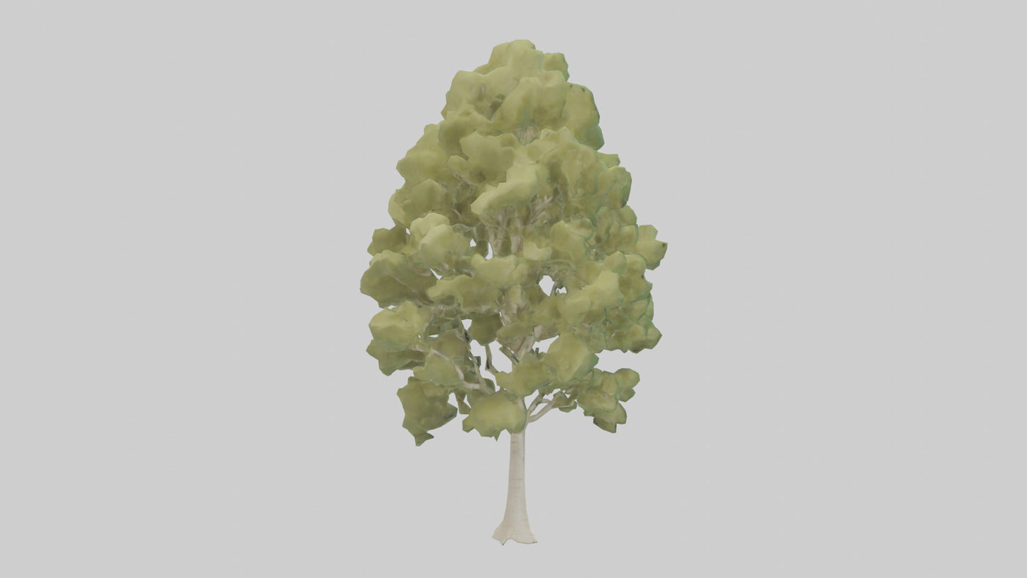 3D model Poplar tree model VR / AR / low-poly