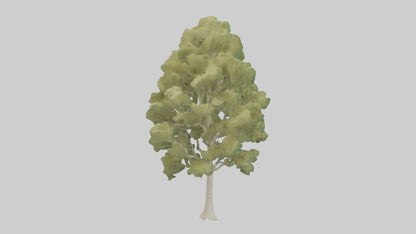 3D model Poplar tree model VR / AR / low-poly
