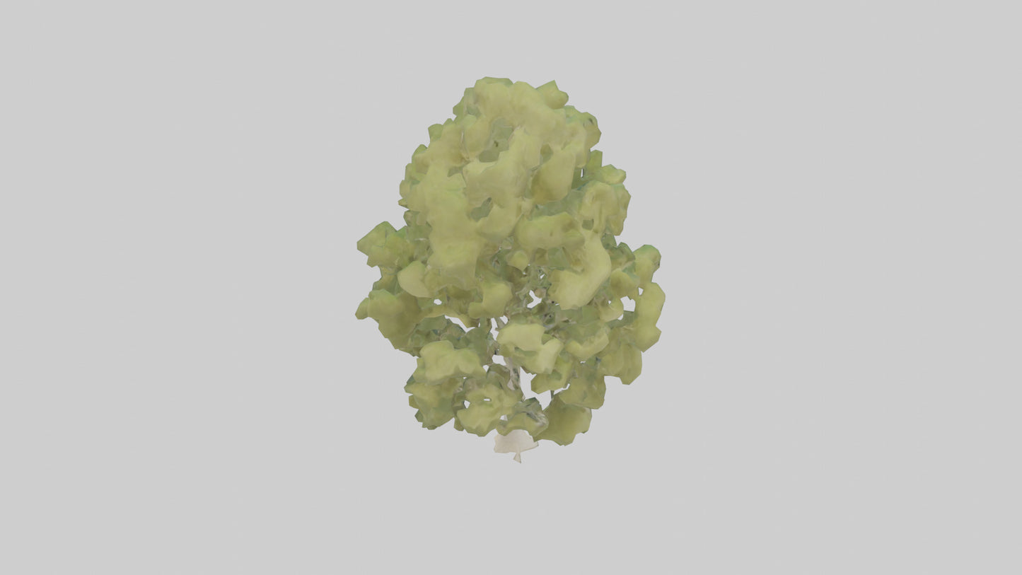 3D model Poplar tree model VR / AR / low-poly