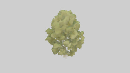 3D model Poplar tree model VR / AR / low-poly