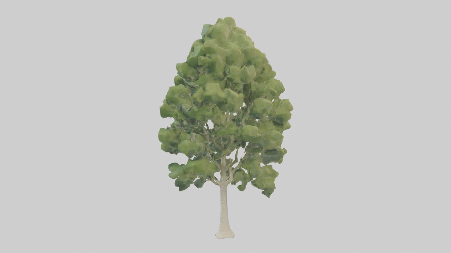 3D model Poplar tree model VR / AR / low-poly