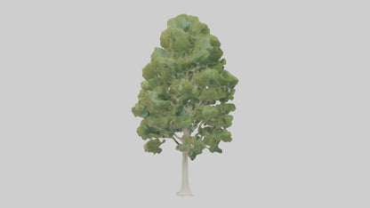 3D model Poplar tree model VR / AR / low-poly