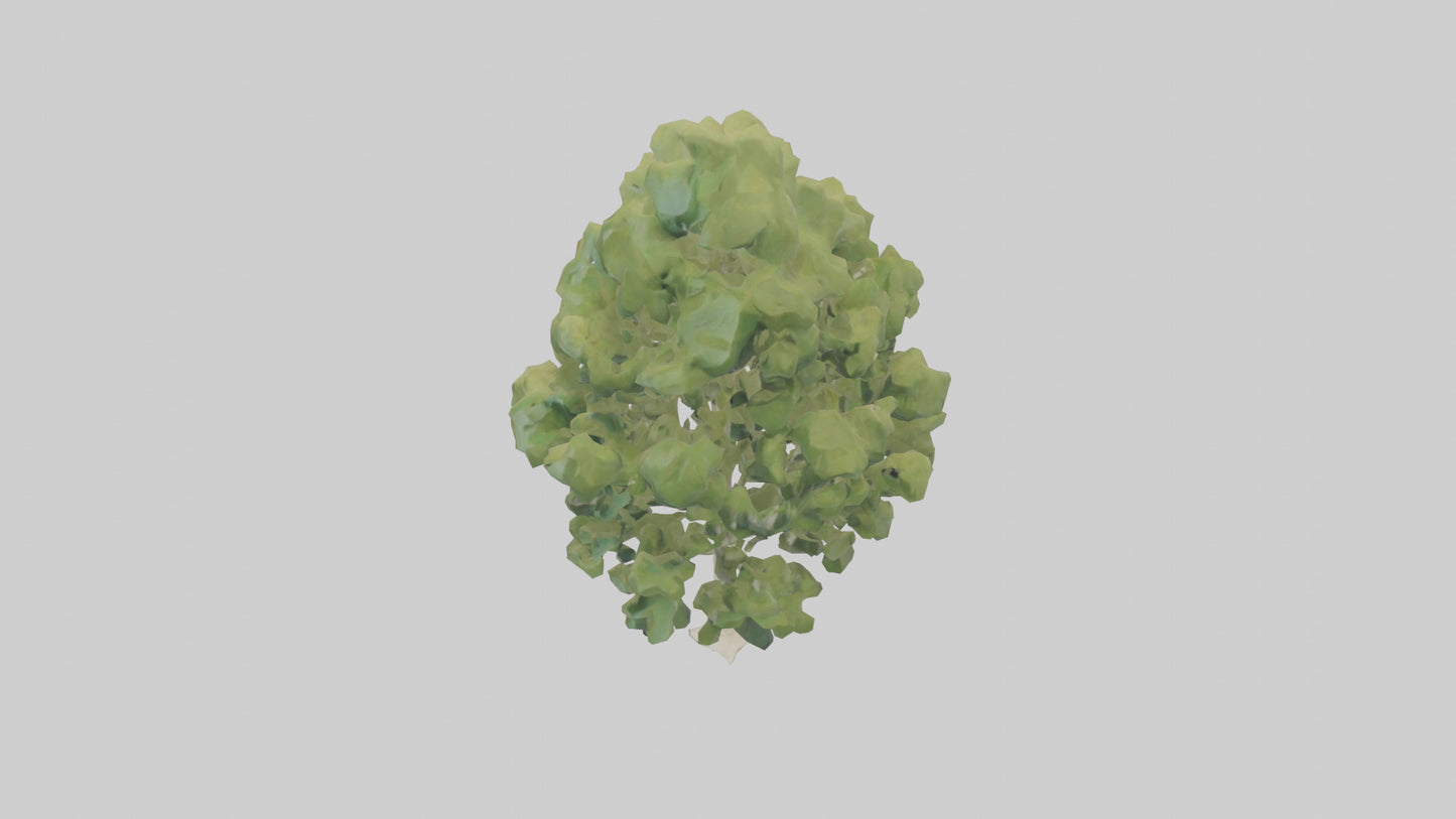 3D model Poplar tree model VR / AR / low-poly