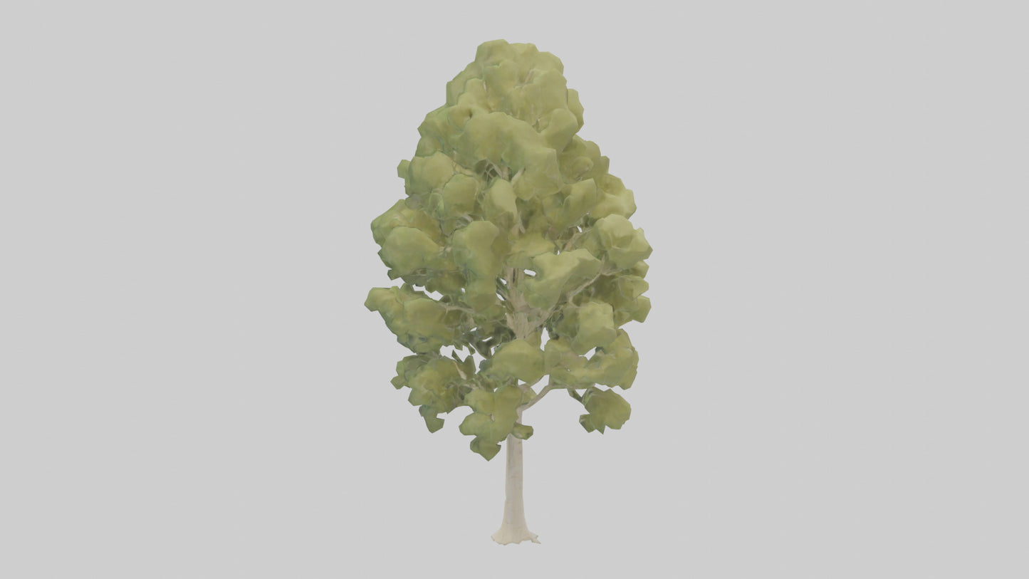 3D model Poplar tree model VR / AR / low-poly