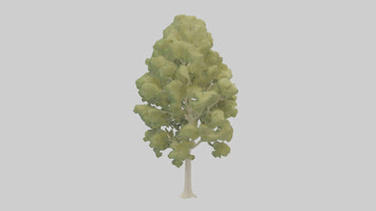 3D model Poplar tree model VR / AR / low-poly