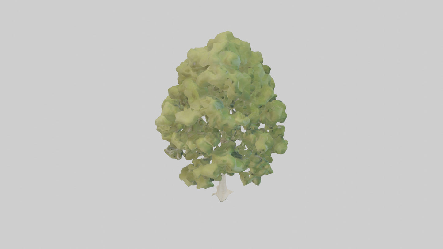 3D model Poplar tree model VR / AR / low-poly