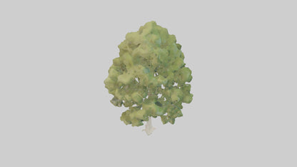 3D model Poplar tree model VR / AR / low-poly