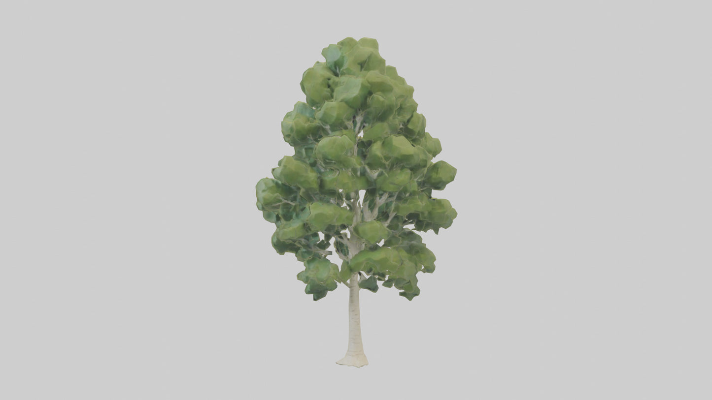 3D model Poplar tree model VR / AR / low-poly