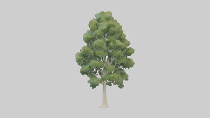3D model Poplar tree model VR / AR / low-poly