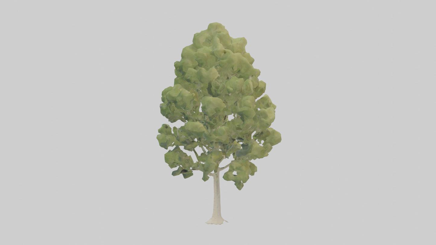 3D model Poplar tree model VR / AR / low-poly