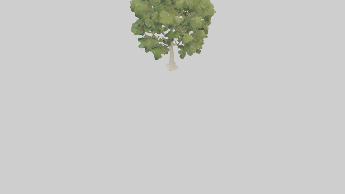3D model Poplar tree model VR / AR / low-poly
