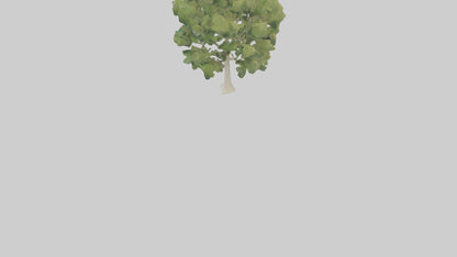 3D model Poplar tree model VR / AR / low-poly