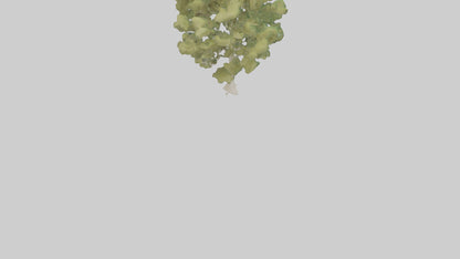 3D model Poplar tree model VR / AR / low-poly