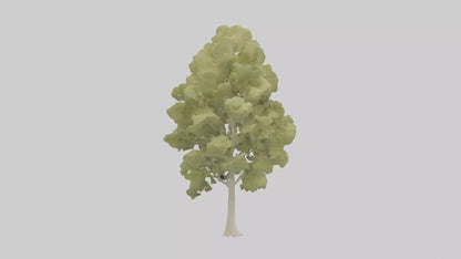 3D model Poplar tree model VR / AR / low-poly