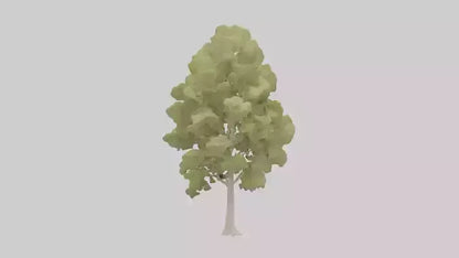 3D model Poplar tree model VR / AR / low-poly