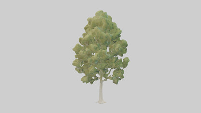 3D model Poplar tree model VR / AR / low-poly