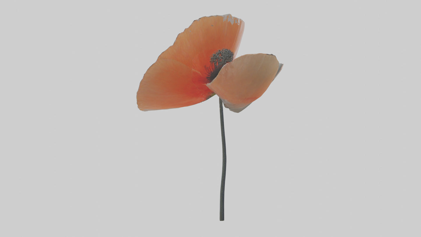 3D model Poppyseed flower model VR / AR / low-poly