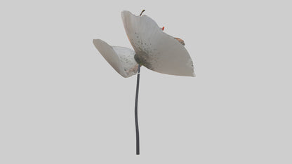 3D model Poppyseed flower model VR / AR / low-poly