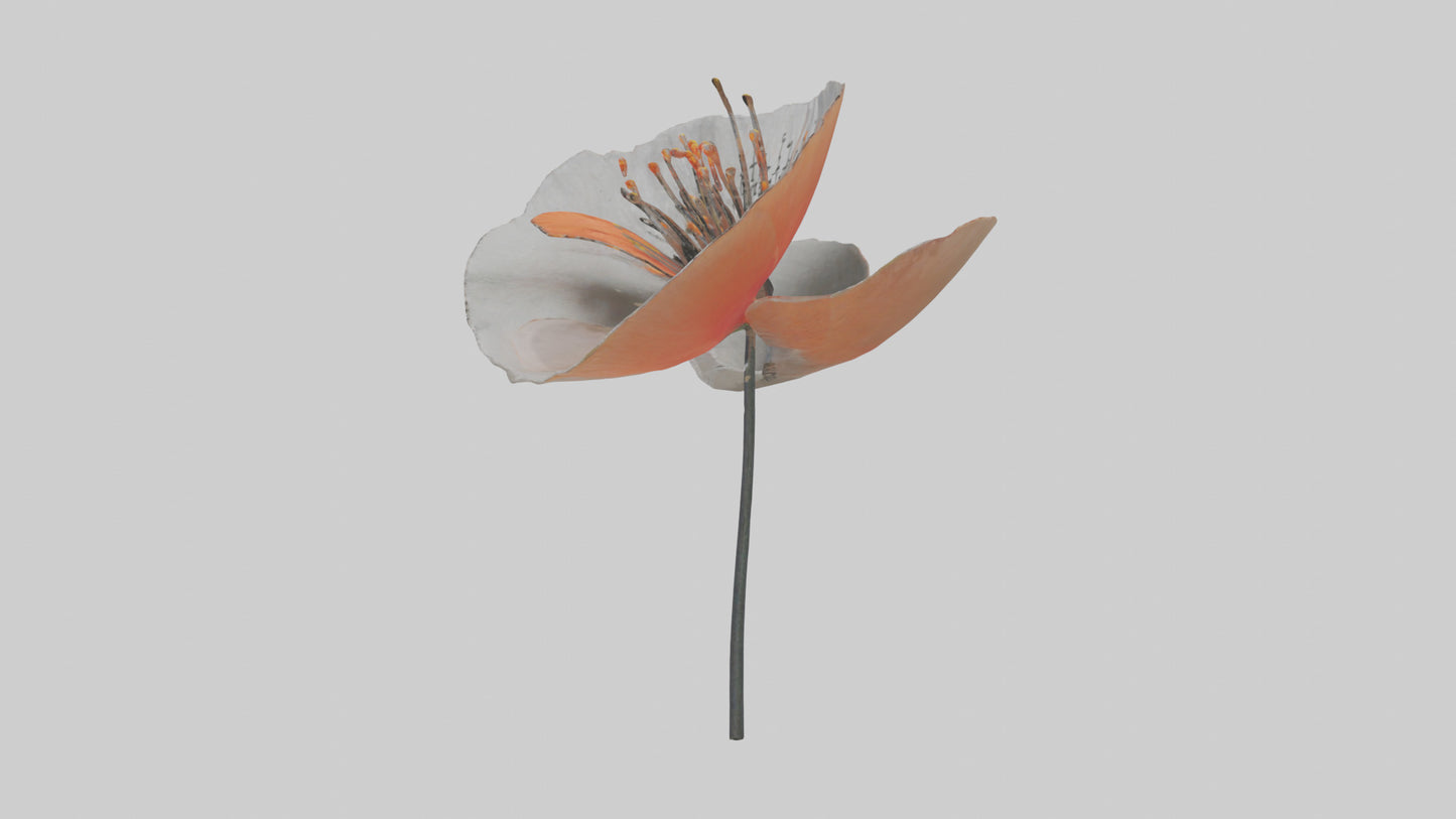 3D model Poppyseed flower model VR / AR / low-poly