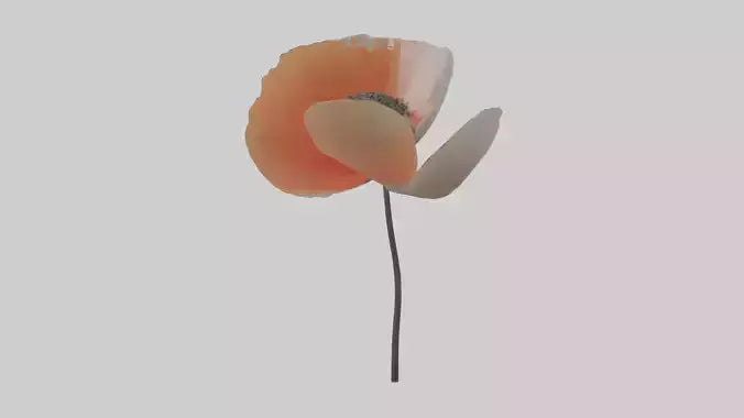3D model Poppyseed flower model VR / AR / low-poly