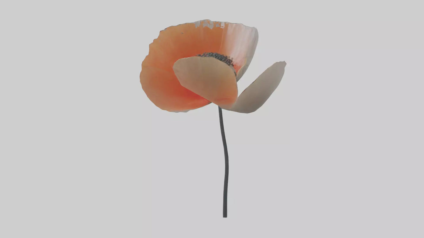 3D model Poppyseed flower model VR / AR / low-poly