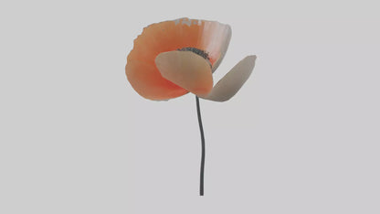 3D model Poppyseed flower model VR / AR / low-poly