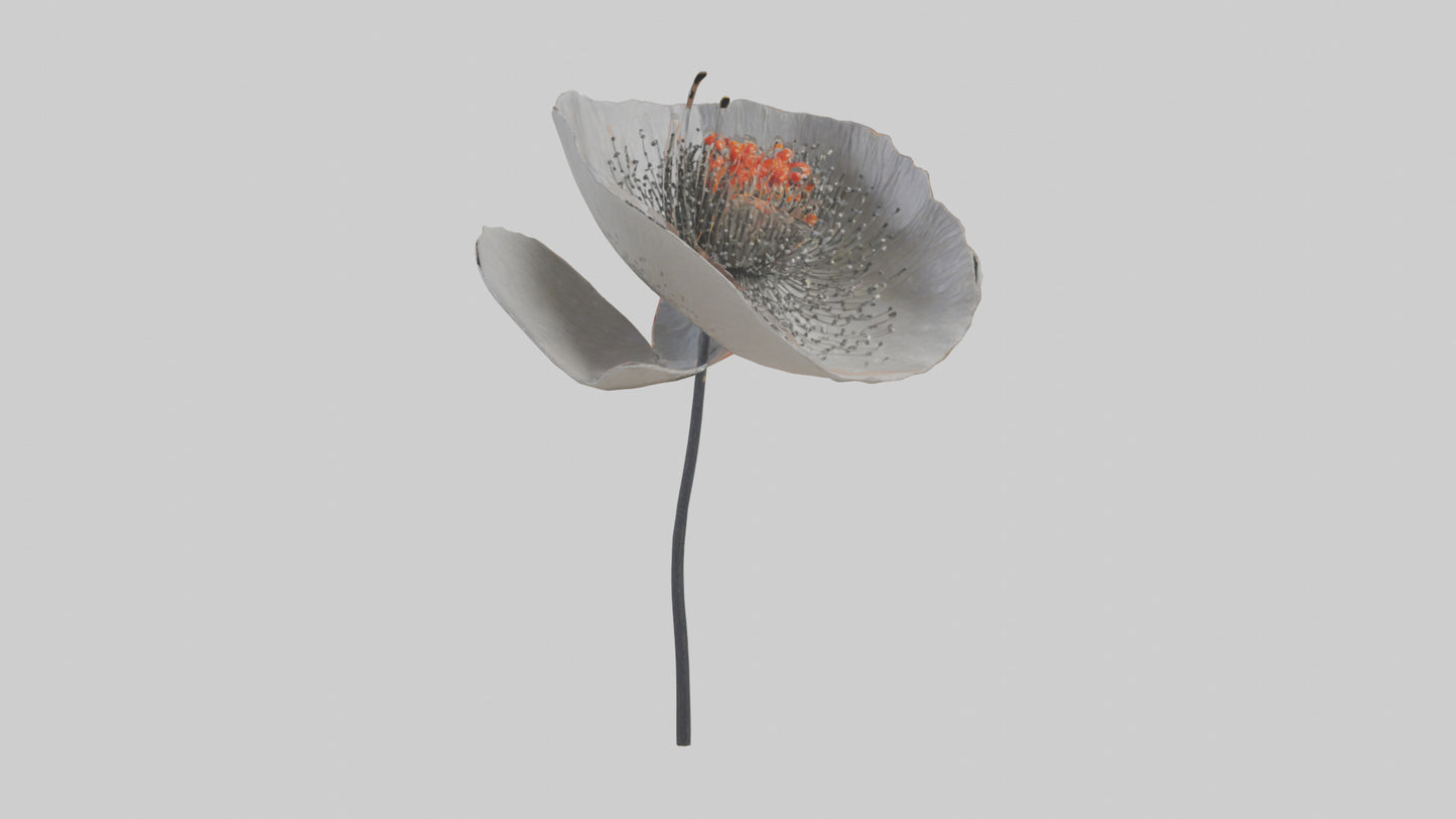 3D model Poppyseed flower model VR / AR / low-poly