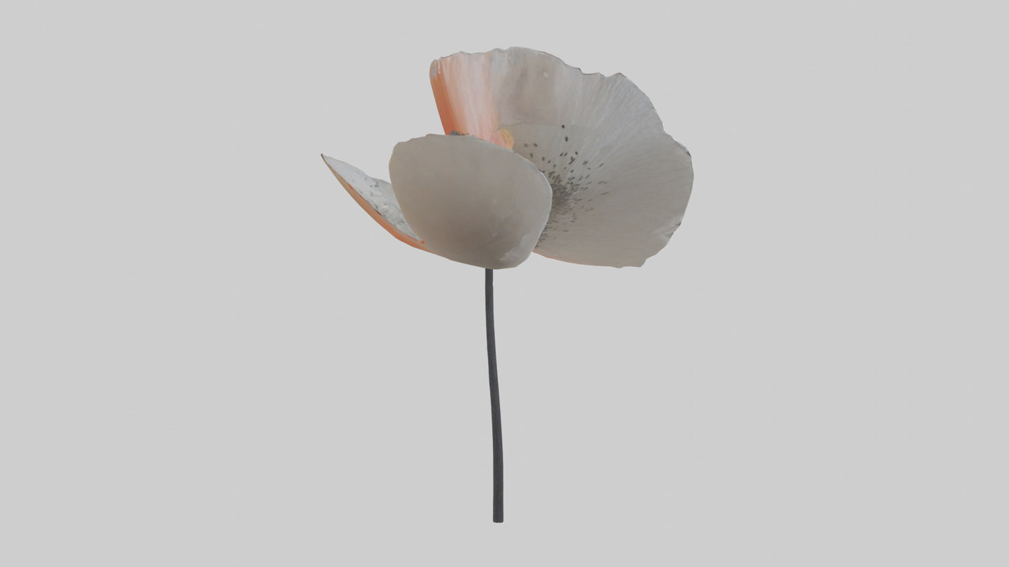 3D model Poppyseed flower model VR / AR / low-poly