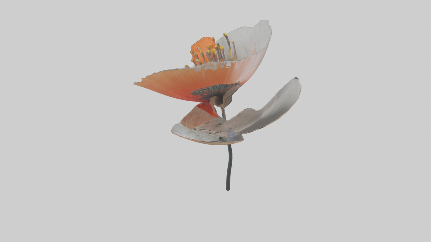 3D model Poppyseed flower model VR / AR / low-poly
