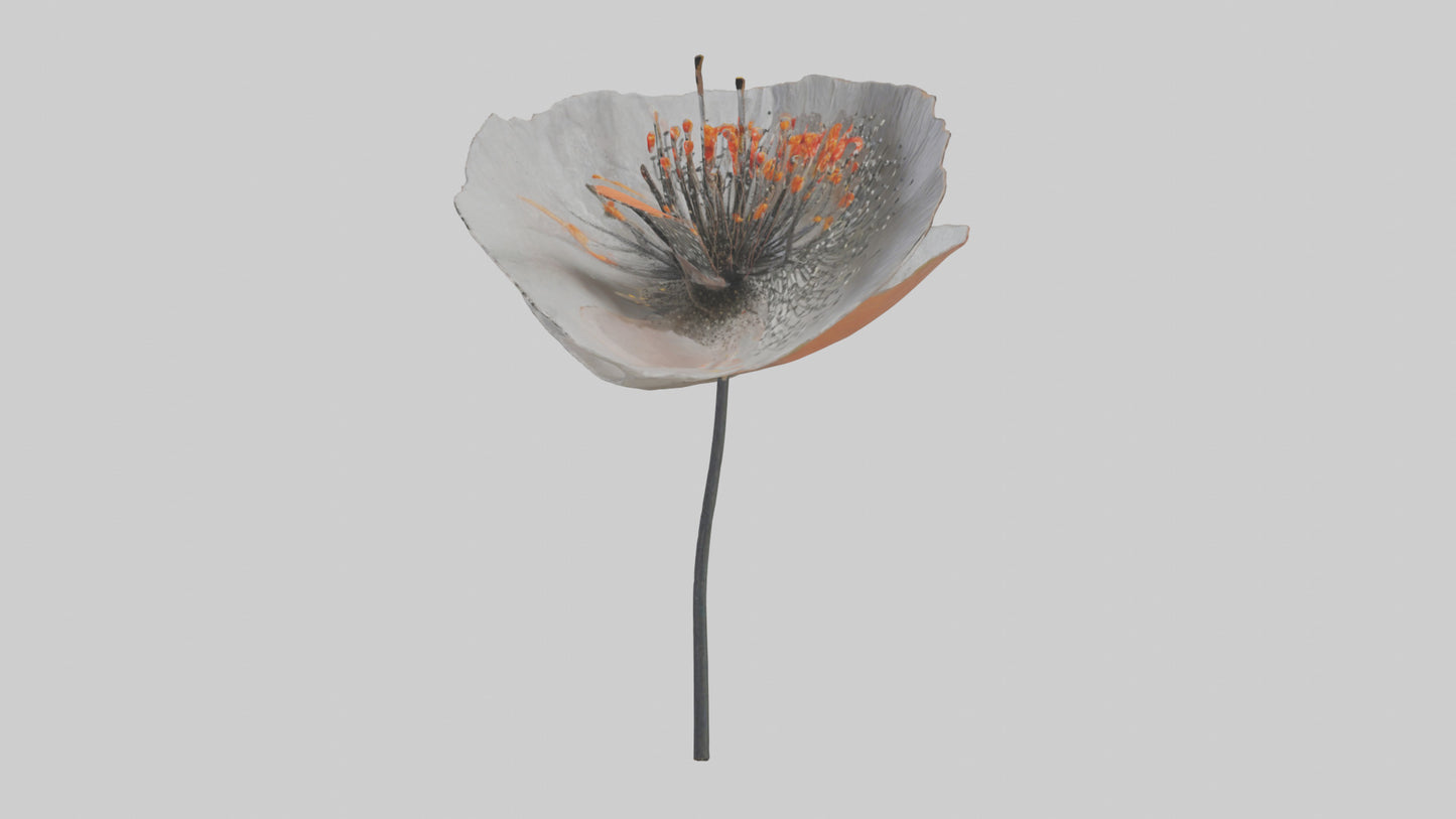 3D model Poppyseed flower model VR / AR / low-poly