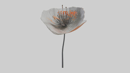 3D model Poppyseed flower model VR / AR / low-poly