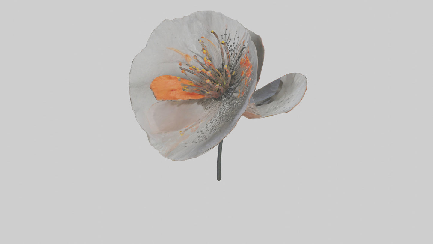 3D model Poppyseed flower model VR / AR / low-poly