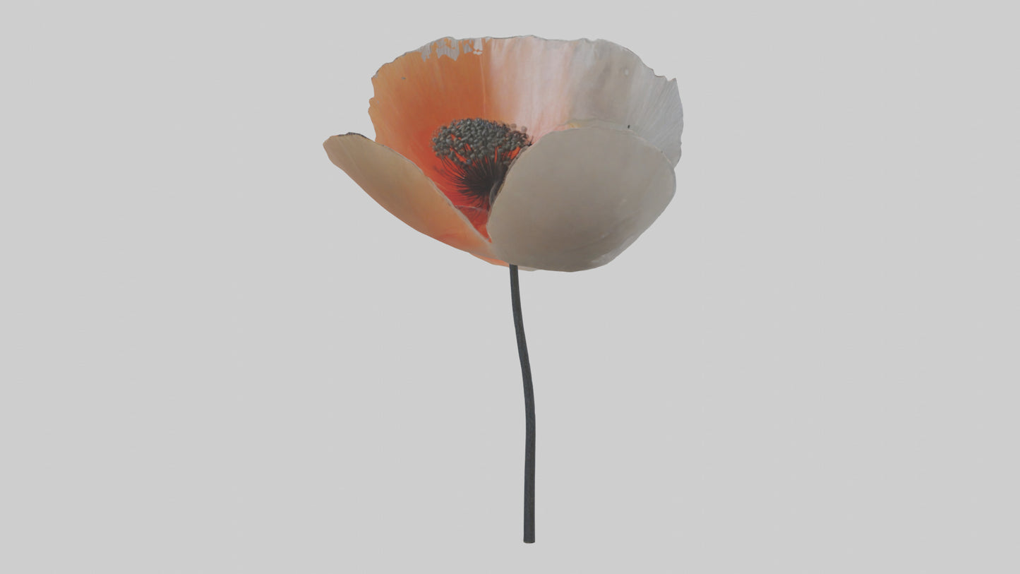3D model Poppyseed flower model VR / AR / low-poly