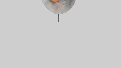 3D model Poppyseed flower model VR / AR / low-poly