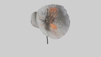 3D model Poppyseed flower model VR / AR / low-poly