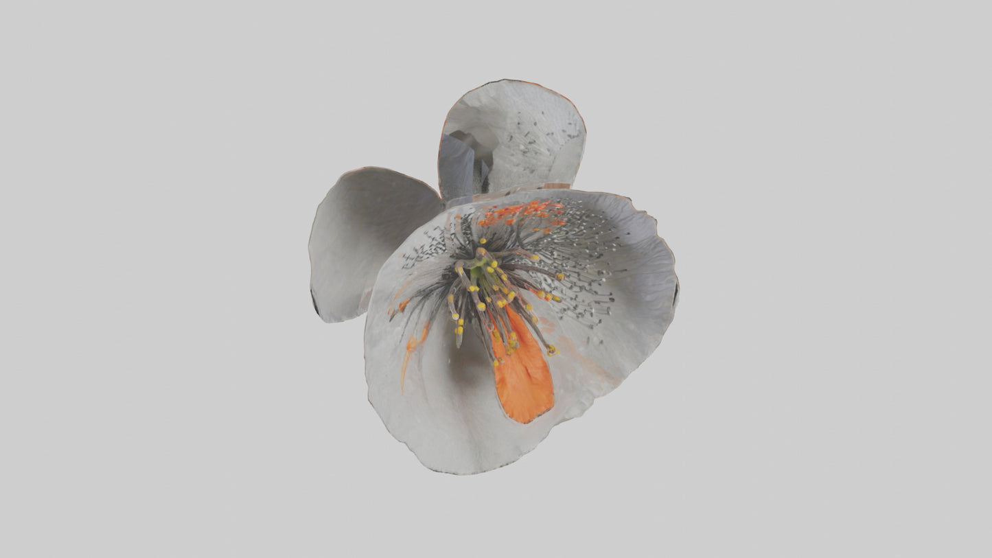 3D model Poppyseed flower model VR / AR / low-poly