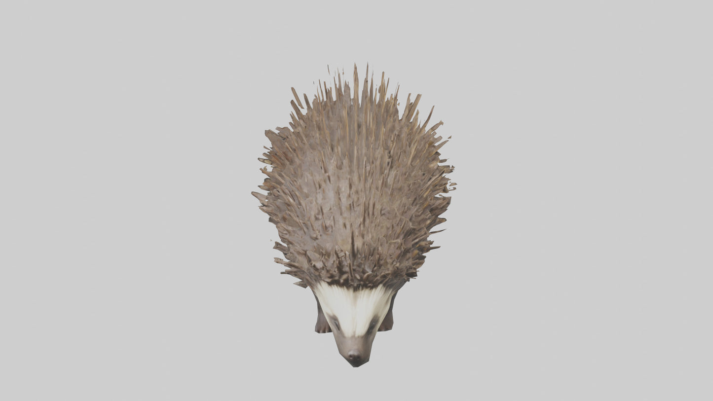 3D model Porcupine defending model VR / AR / low-poly