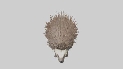 3D model Porcupine defending model VR / AR / low-poly