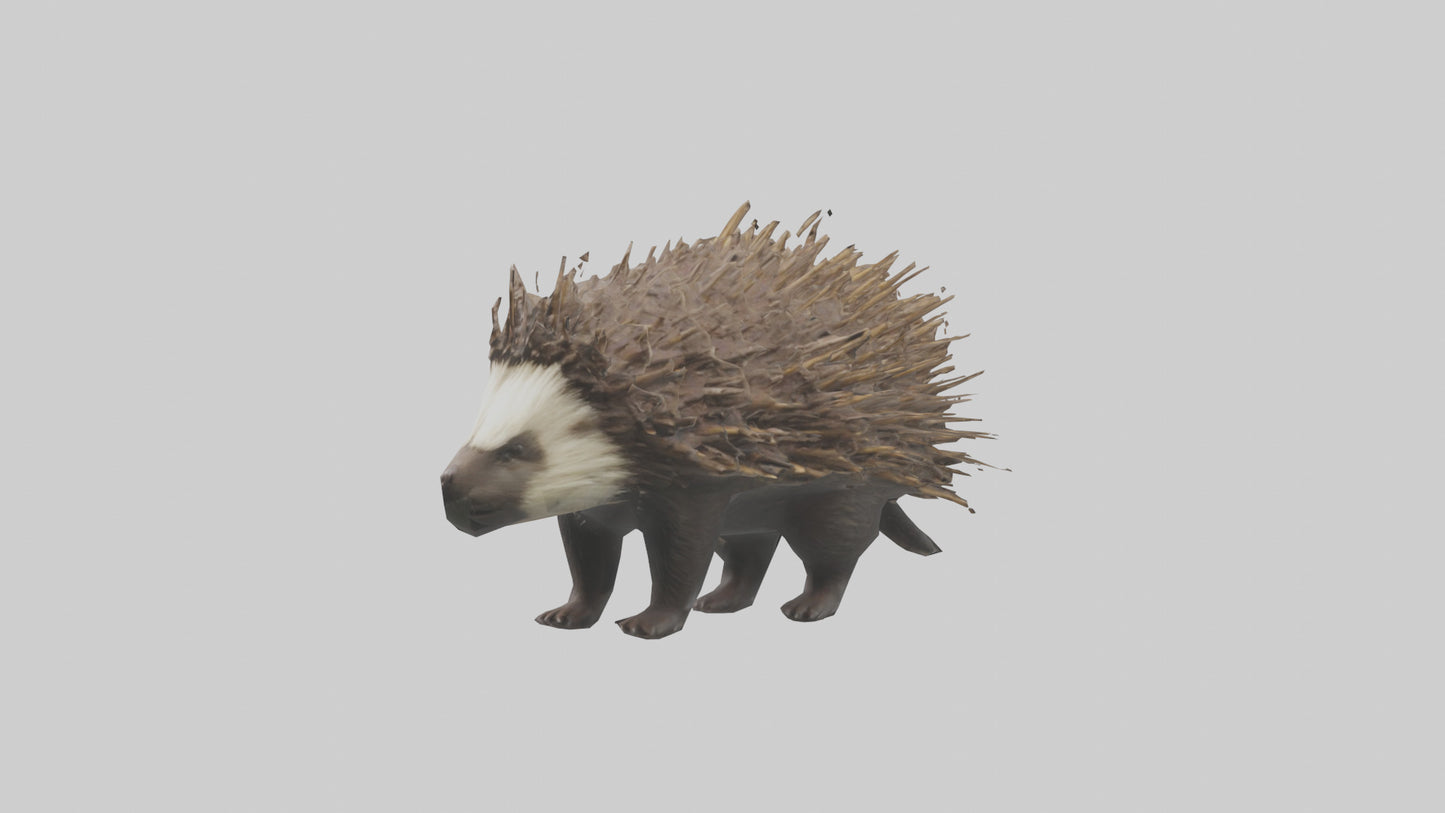 3D model Porcupine defending model VR / AR / low-poly